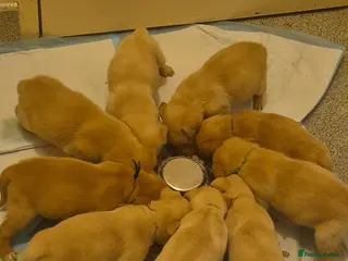 Labrador Retriever dogs KC Reg Working Fox Red & Yellow Lab Puppies - Advert 4