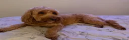 Cockapoo dogs for sale: 🐾 Cockapoo Puppies Due 8th November! ❤️ 🐾 in Ruardean - Advert 3