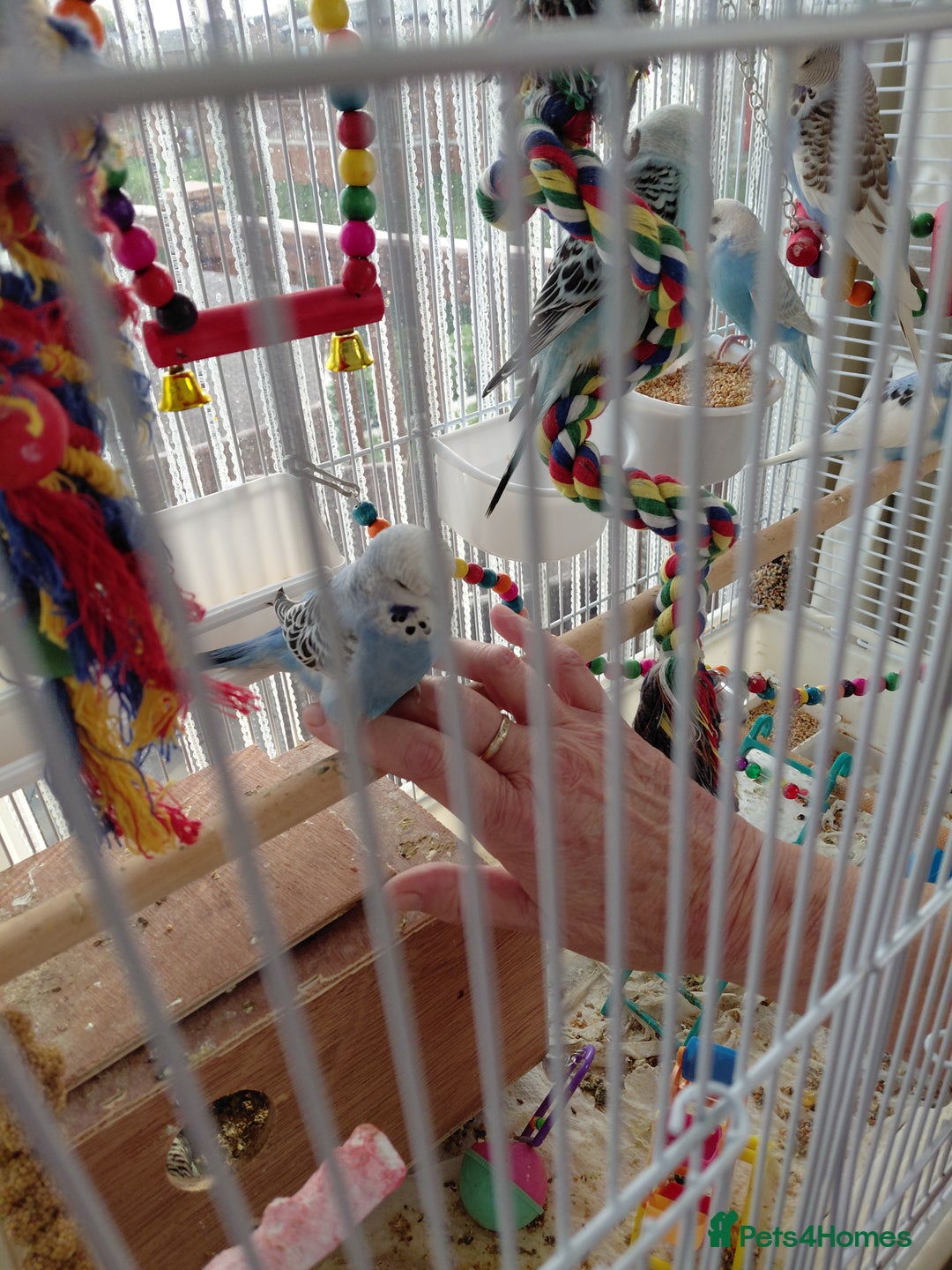 Budgerigars birds for sale: budgies for sale - Advert 13