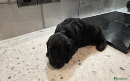 Cockapoo dogs for sale: Cockapoo Puppies - Image 12