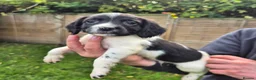 English Springer Spaniel dogs for sale: Springer spaniel puppies in Usk - Advert 4