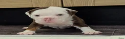 Olde English Bulldogge dogs for sale: 6 Olde English Bulldog puppies in Barry - Advert 16