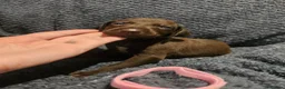 German Shorthaired Pointer dogs for sale: German Shorthaired Pointer Puppies  - Advert 22
