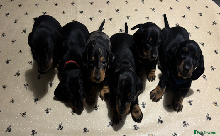 Miniature Dachshund dogs - Advert 8