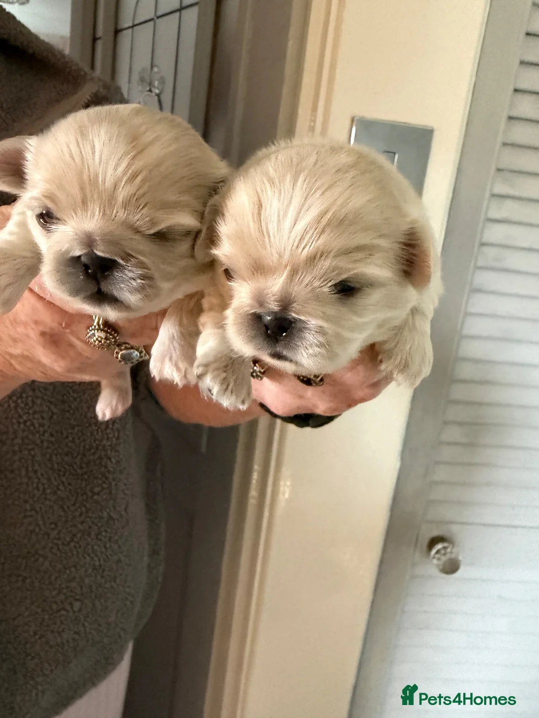 Pekingese dogs for sale: 🐾 Pekingese Puppies – Ready for Loving Homes 🐾 - Advert 7