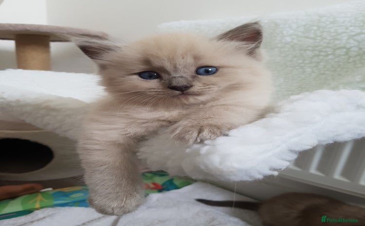 Ragdoll cats - Advert 7