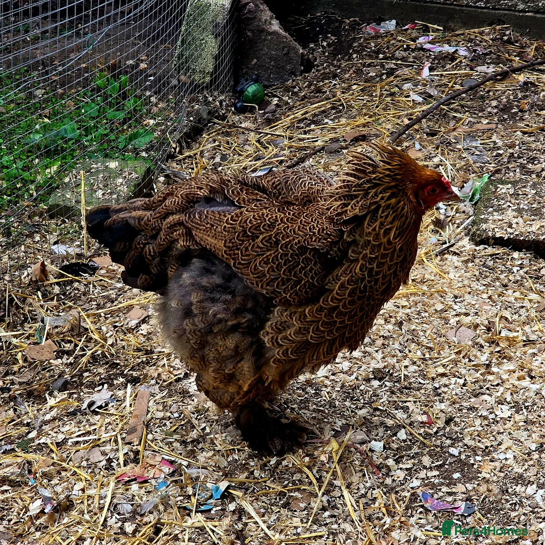 Chickens poultry for sale: Pure breed Partridge Brahma hatching eggs - Advert 10
