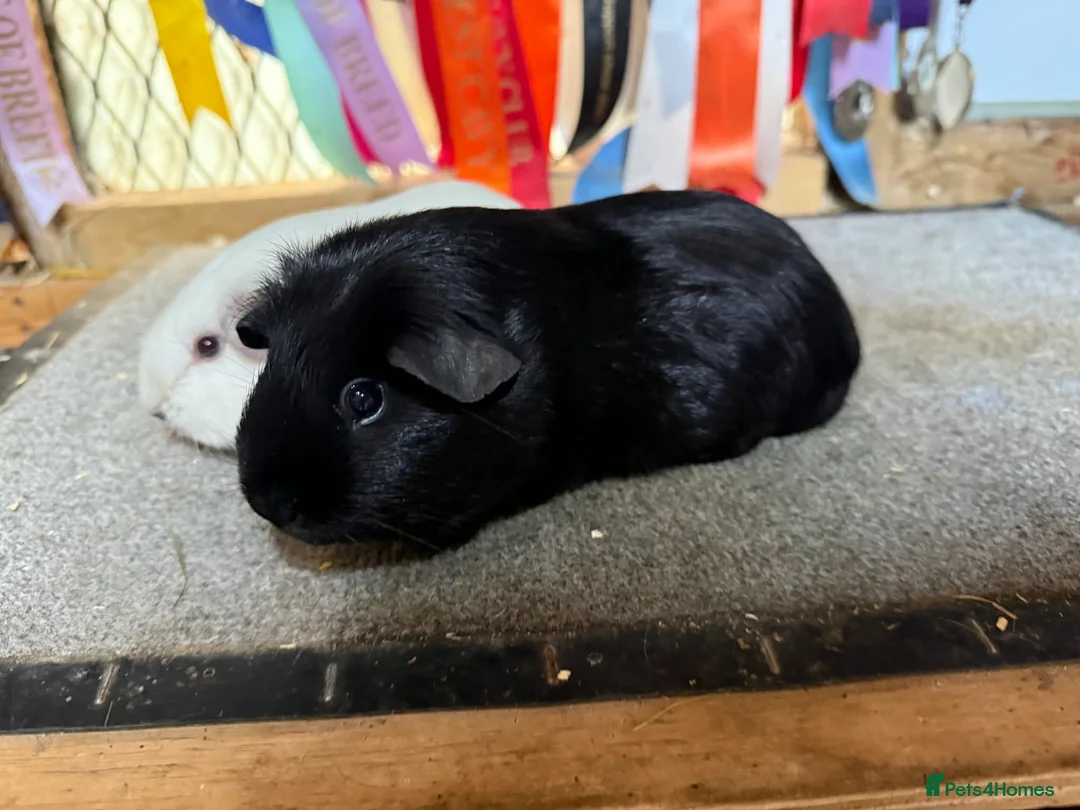 Guinea Pig rodents for sale: 2 x bonded baby boys  - Advert 3