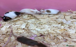 Mouse rodents for sale: Friendly, colourful baby mice  - Image 3