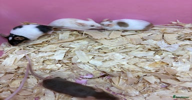 Mouse rodents - Advert 15