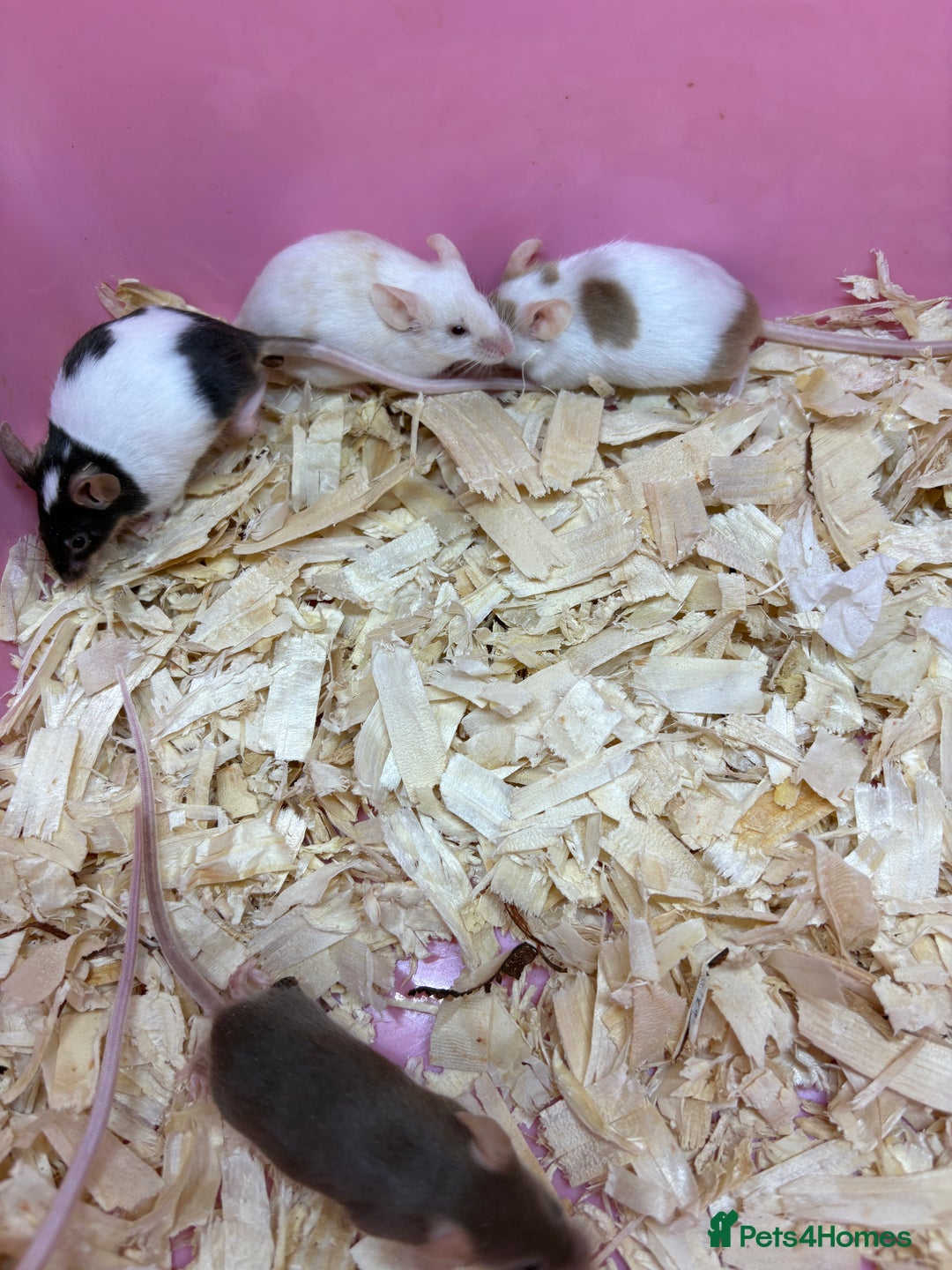 Mouse rodents for sale: Friendly, colourful baby mice  - Image 3