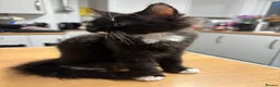 Ragcoon cats for sale: Only 2 beautiful boy Ragcoon's left  - Advert 6