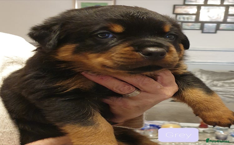 Rottweiler dogs - Advert 2