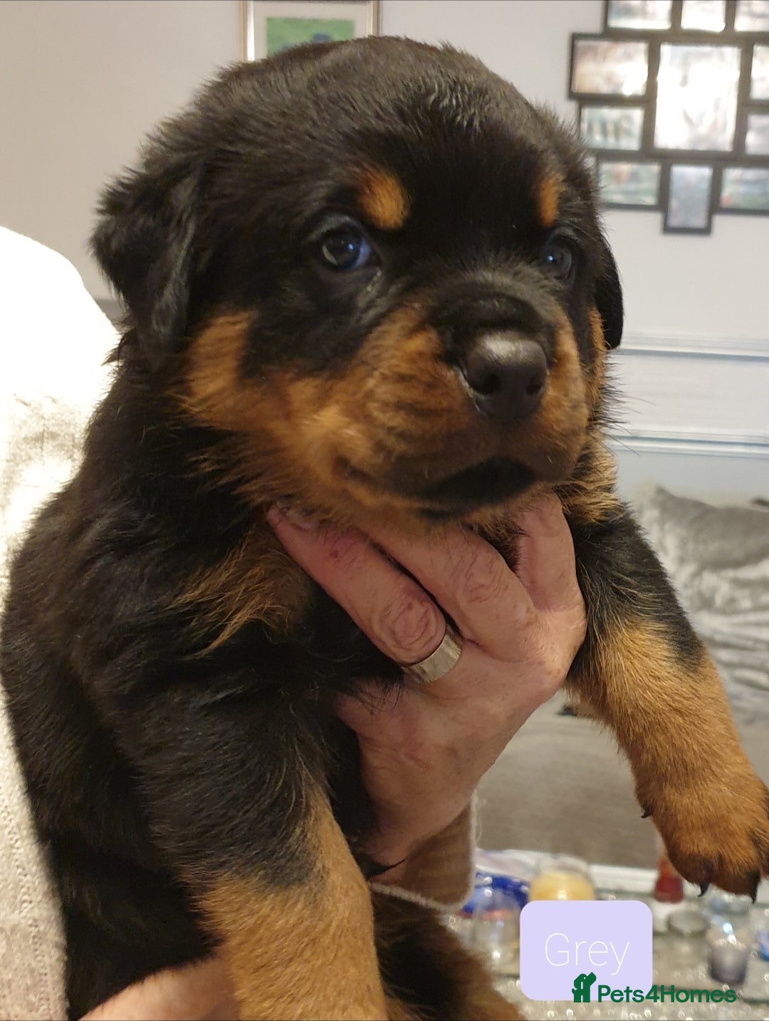 Rottweiler dogs for sale: 4 pups left, extensively health tested parents - Image 1