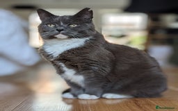 Siamese cats for sale: Older Siamese X seeking forever home - Advert 7