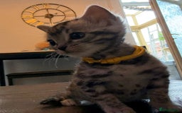 Bengal cats for sale: Beautiful Silver Bengal female - Tica optional  - Image 6