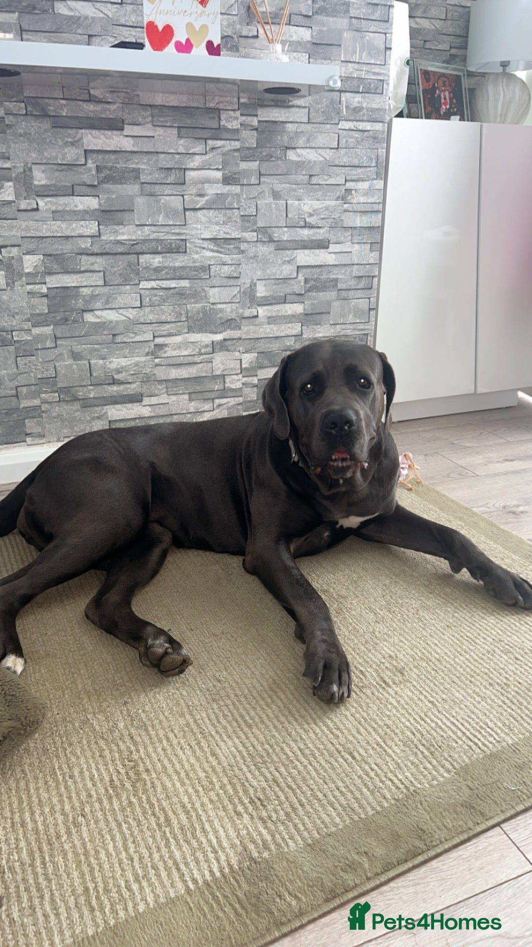 Cane Corso dogs Beautiful Female Cane Corso – 4 Years Old - Advert 3