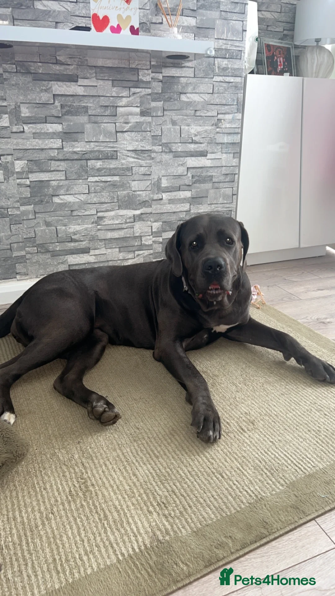 Cane Corso dogs for sale: Beautiful Female Cane Corso – 4 Years Old in Littleborough - Advert 1