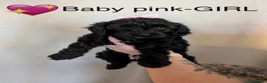 Cockapoo Puppy 5-BABY PINK