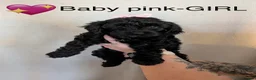 Cockapoo dogs for sale: Beautiful Cockapoo puppies  - Advert 8