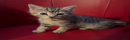 Mixed Breed cats for sale: Three Gorgeous Girls For sale. - Advert 9