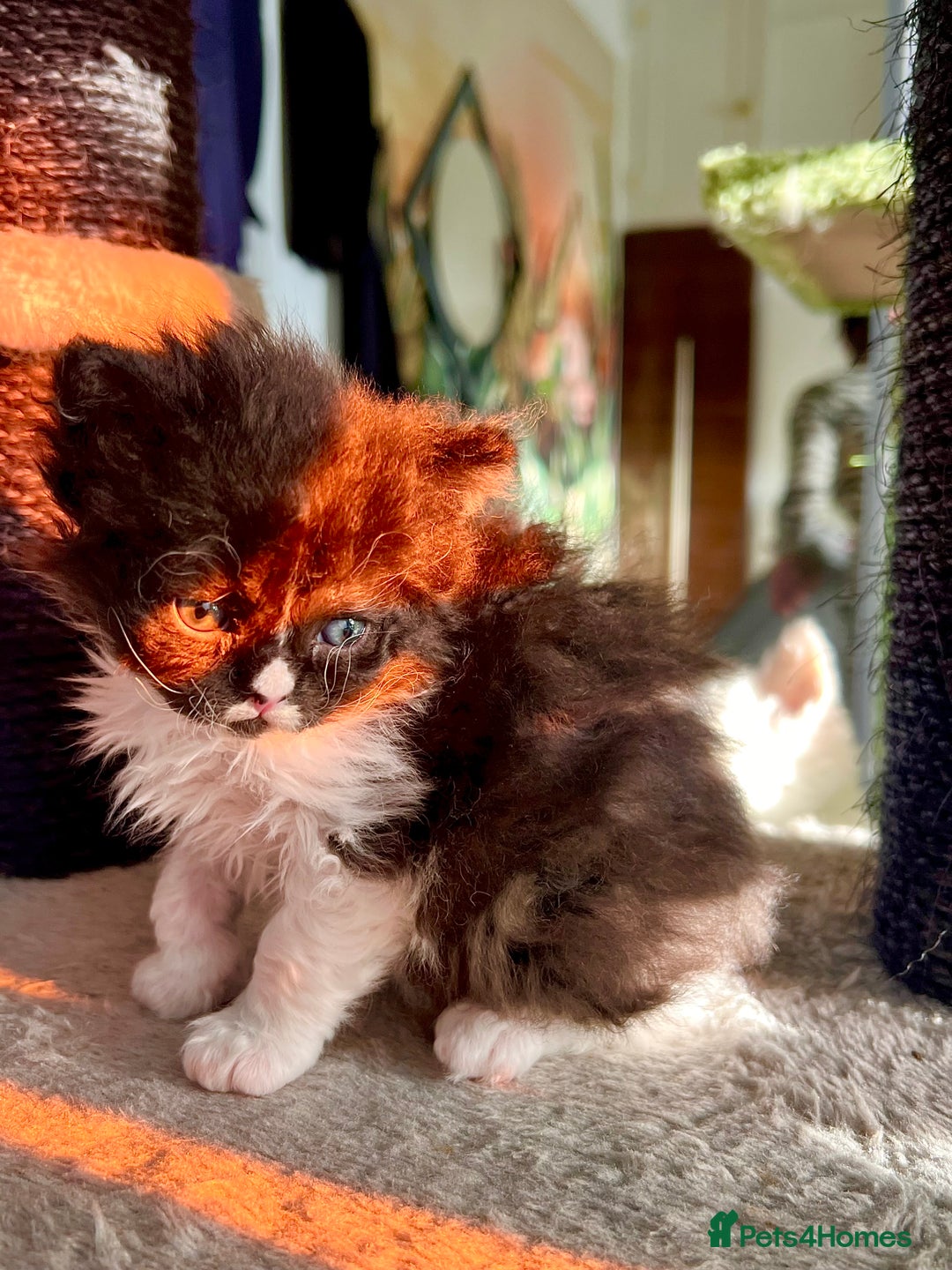 Selkirk Rex cats for sale: Stunning Selkirk rex kittens - Advert 17