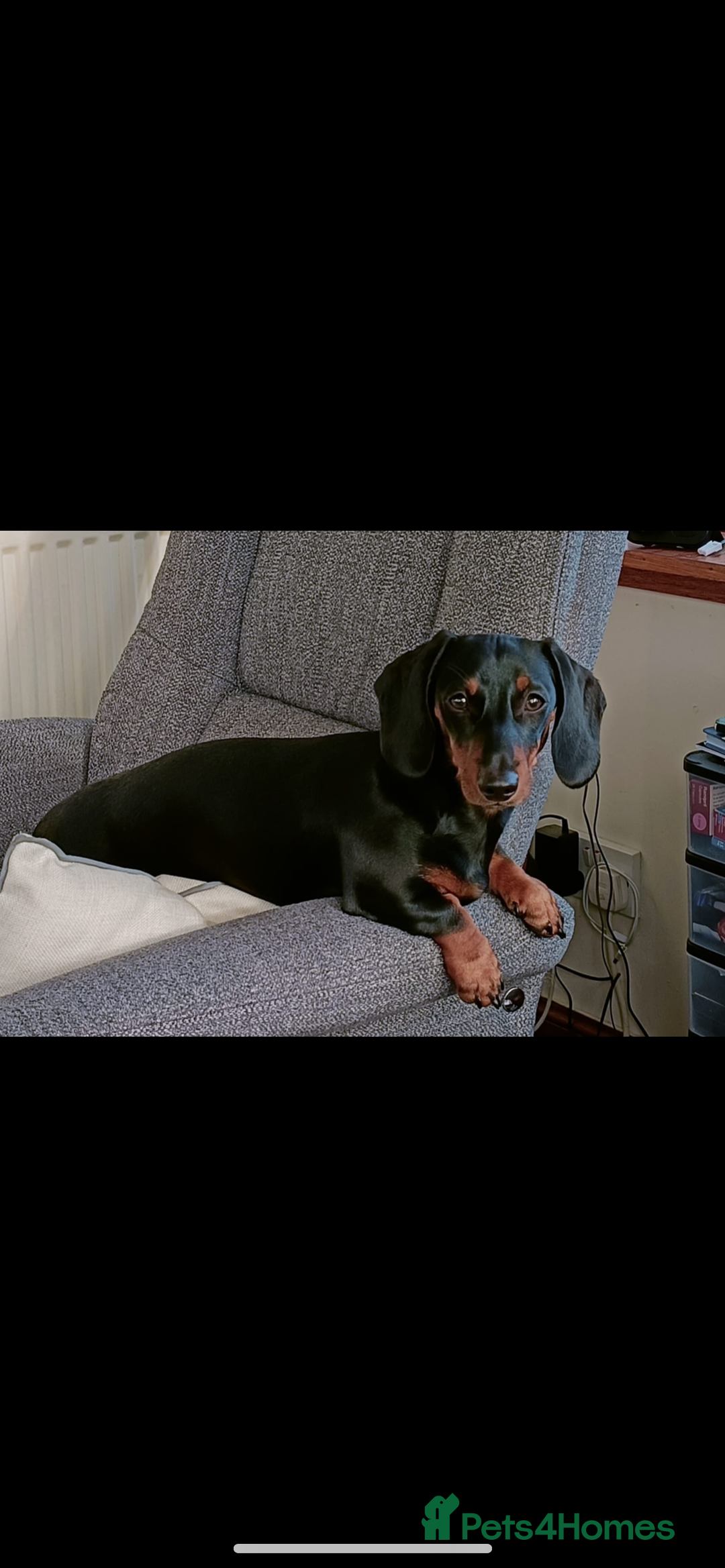 Miniature Dachshund dogs for sale: mini dachshund puppys❗️LAST BOY❗️ - Image 18