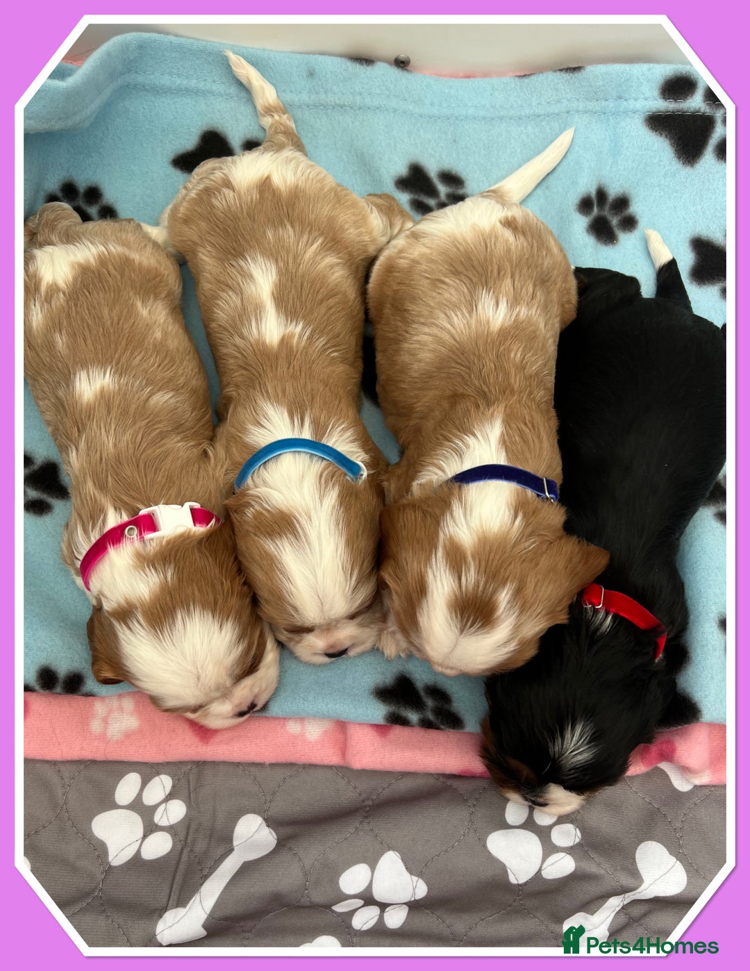 Cavalier King Charles Spaniel dogs for sale: 🐾 ADORABLE CAVALIER KING CHARLES SPANIEL PUPPIES  - Image 13