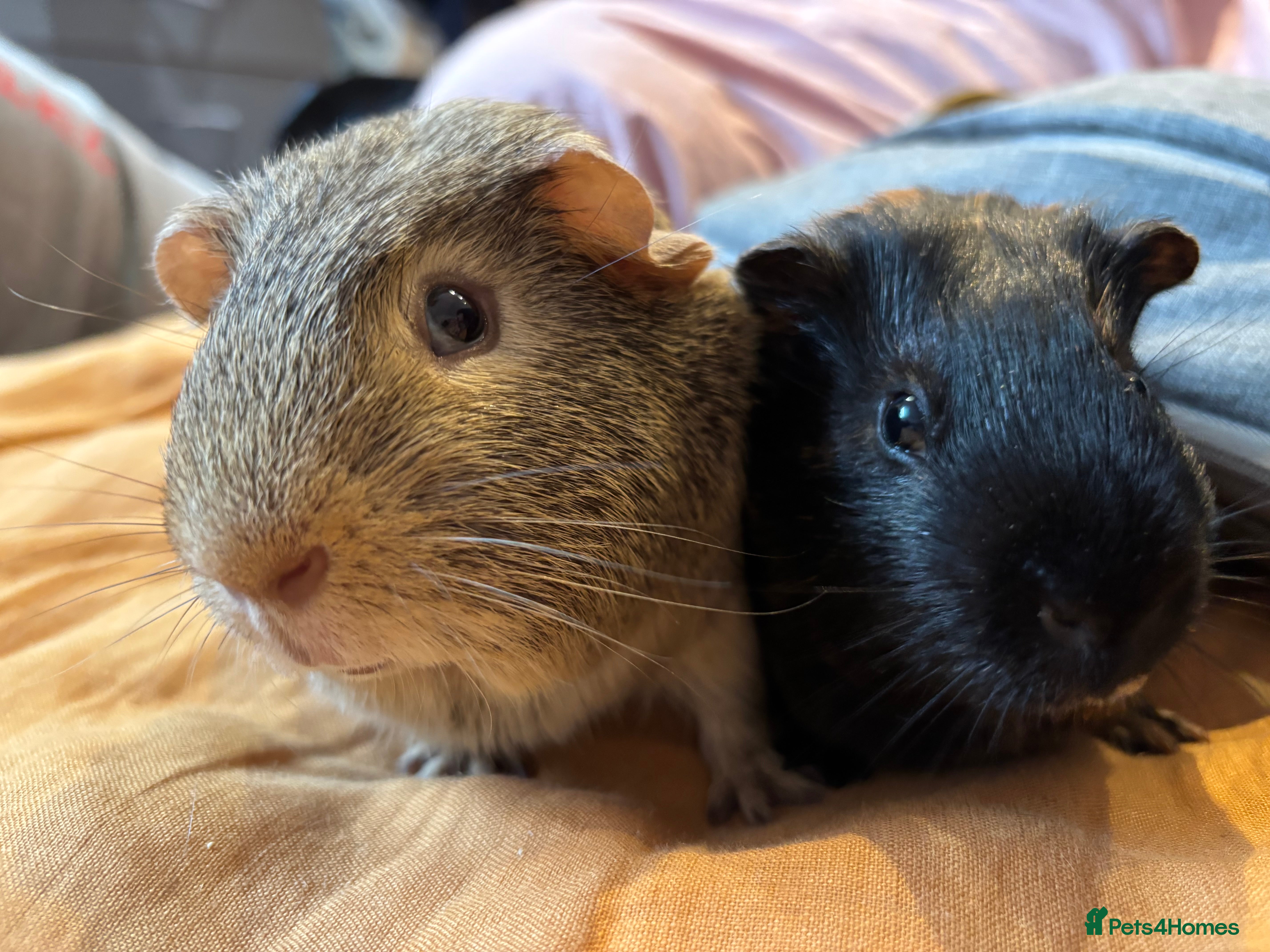 Guinea Pig rodents Guinea pigs up for sale  - Advert 1