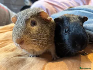 Guinea Pig rodents Guinea pigs up for sale - Advert 1