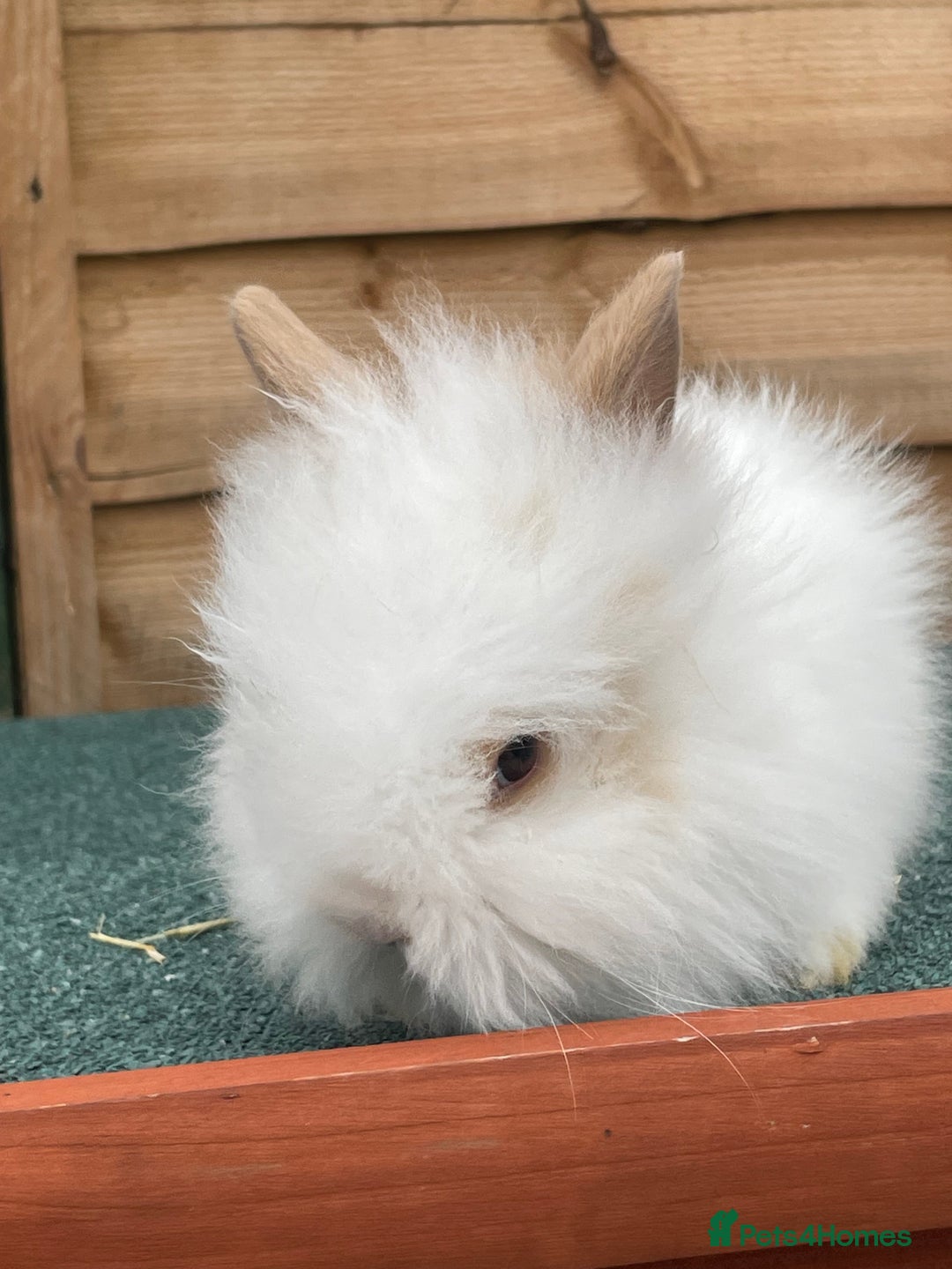 Lionhead rabbits for sale: 2 male left. 6 females  - Image 28