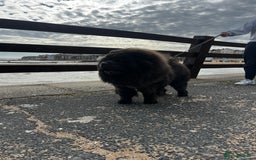 Chow Chow dogs for stud: Blue Chow Chow Stud | Can Travel - Image 6