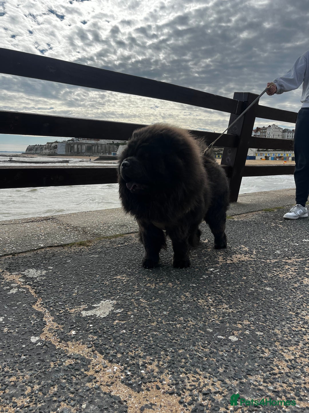 Chow Chow dogs for stud: Blue Chow Chow Stud | Can Travel - Image 6