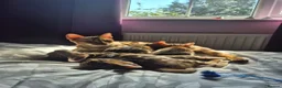 Bengal cats for sale: Pure bengal  kittens  in Welwyn Garden City - Advert 7