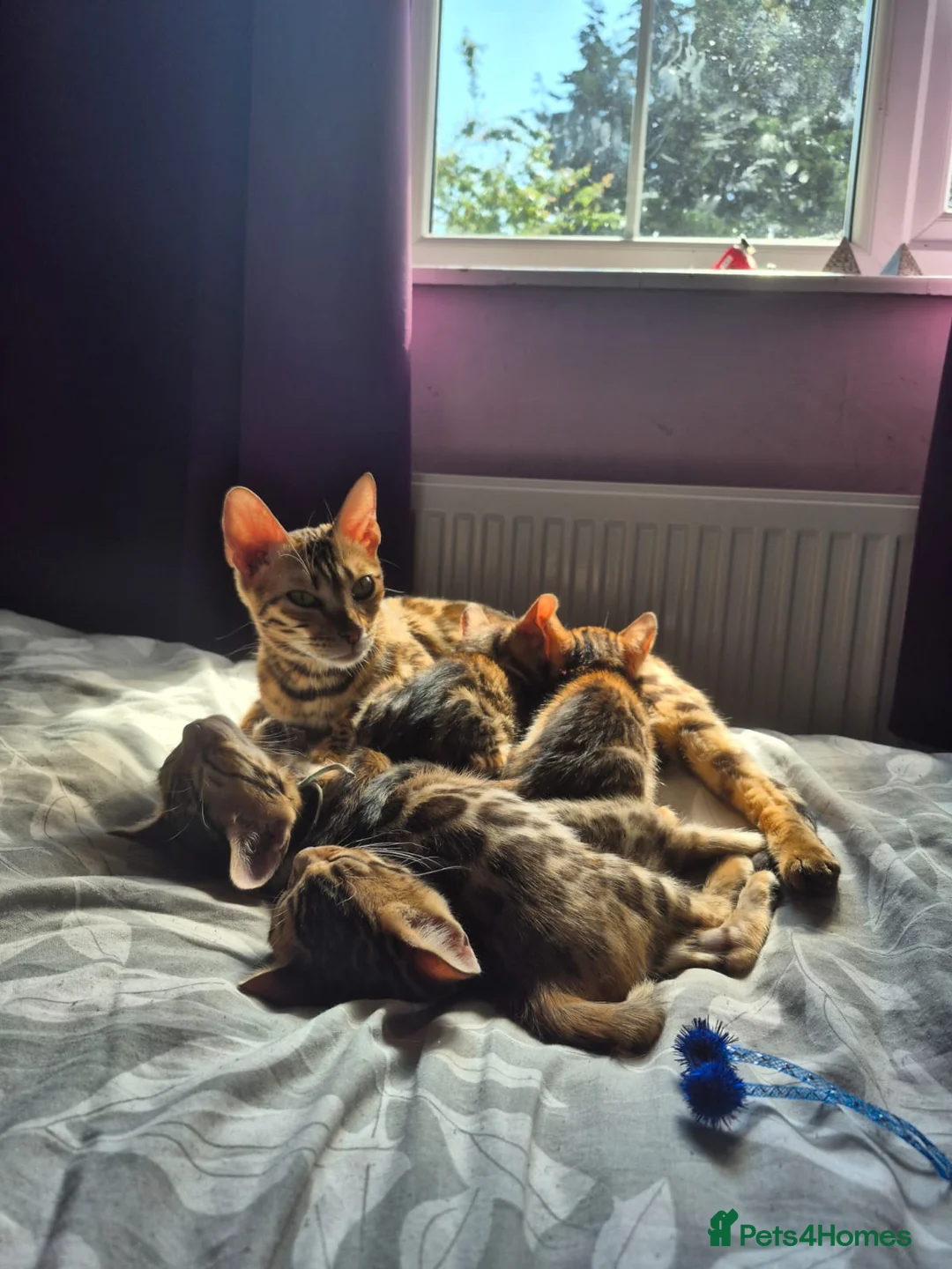 Bengal cats for sale: Pure bengal  kittens  in Welwyn Garden City - Advert 7