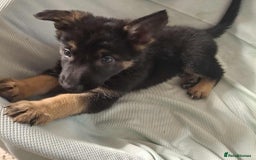 German Shepherd dogs for sale: *Ready Now* Pure Bred German Shepherd Pups - Image 14