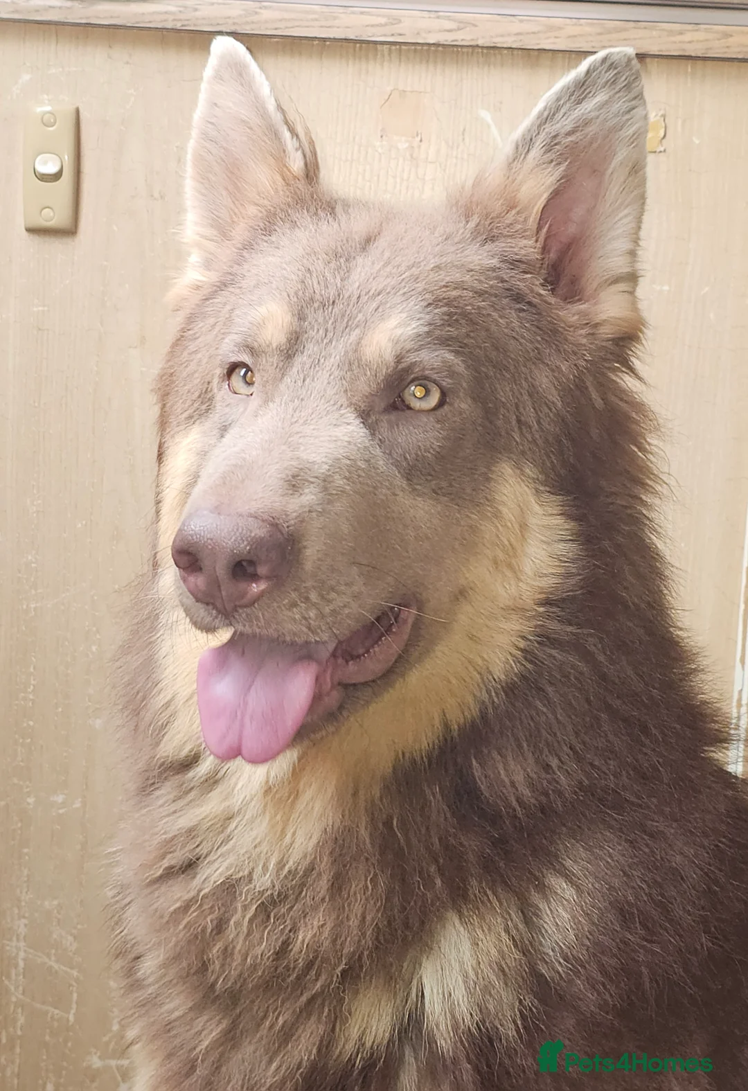 German Shepherd dogs for stud: KC health tested Isabella for stud  in Bedford - Advert 3