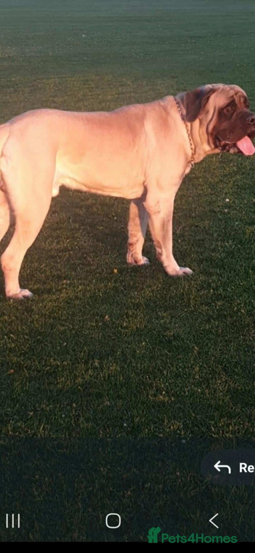 Mastiff dogs English mastiff - Advert 1