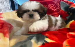 Shih Tzu dogs for sale: Shihtzu  - Image 13