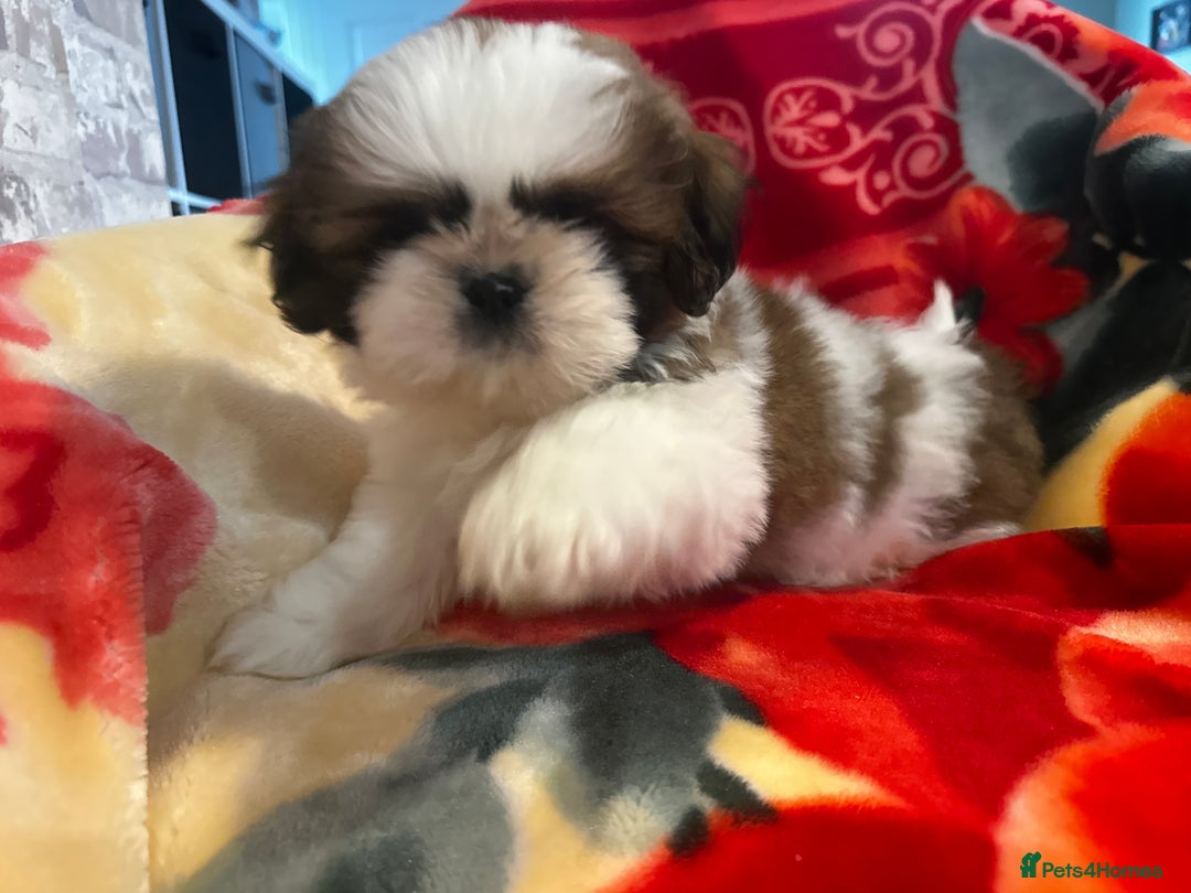 Shih Tzu dogs for sale: Shihtzu  - Image 13