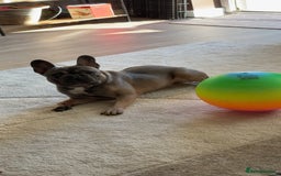 French Bulldog dogs for sale: 1yr 2month Male french bulldog - Image 6