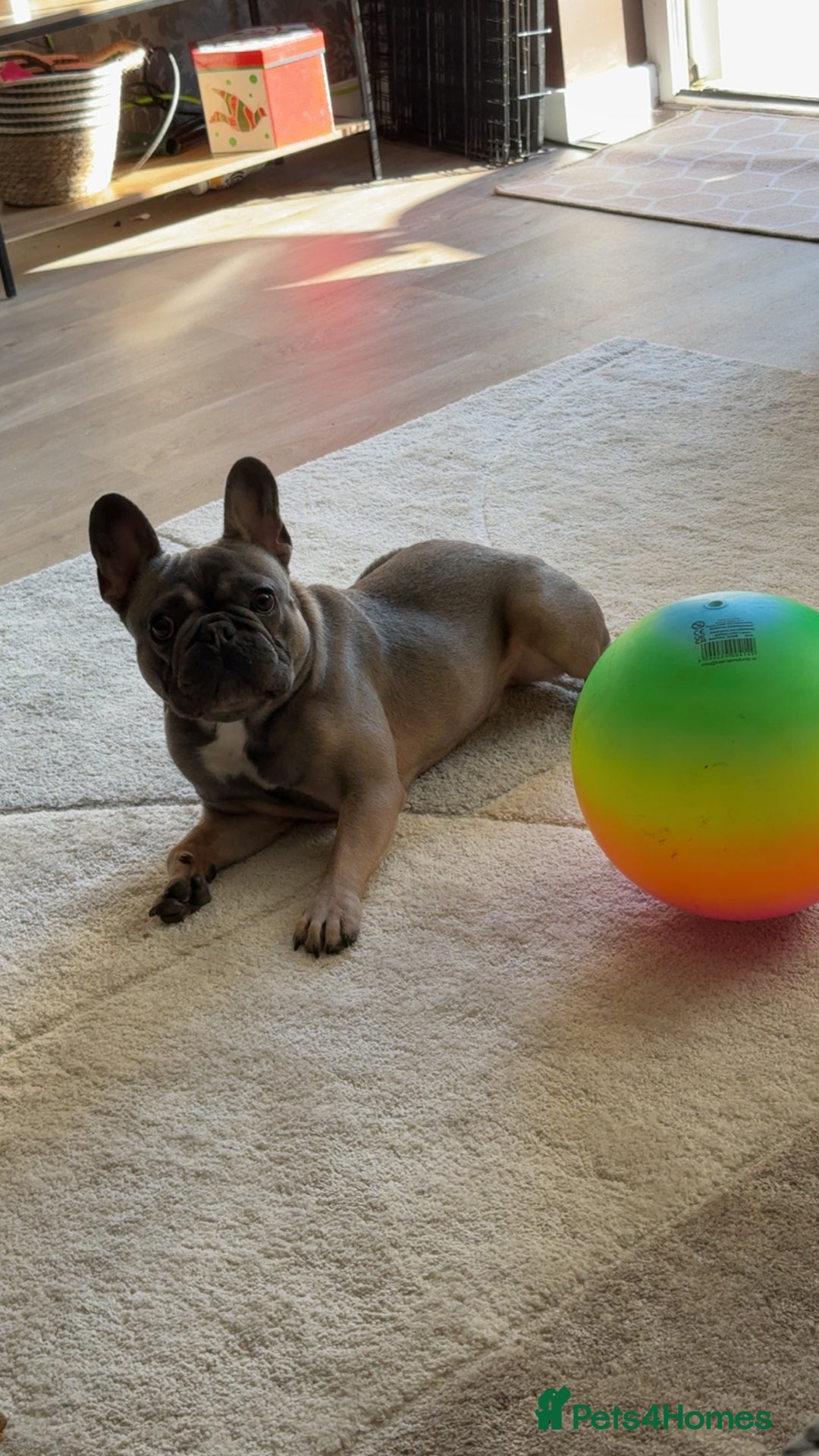 French Bulldog dogs for sale: 1yr 2month Male french bulldog - Image 6