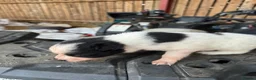 Border Collie dogs for sale: Very Cute Fluffy Border Collie Pups - Advert 22