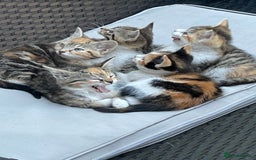 British Longhair cats for sale: 5 ADORABLE FLUFFY BRITISH LONG HAIR KITTENS - Image 2