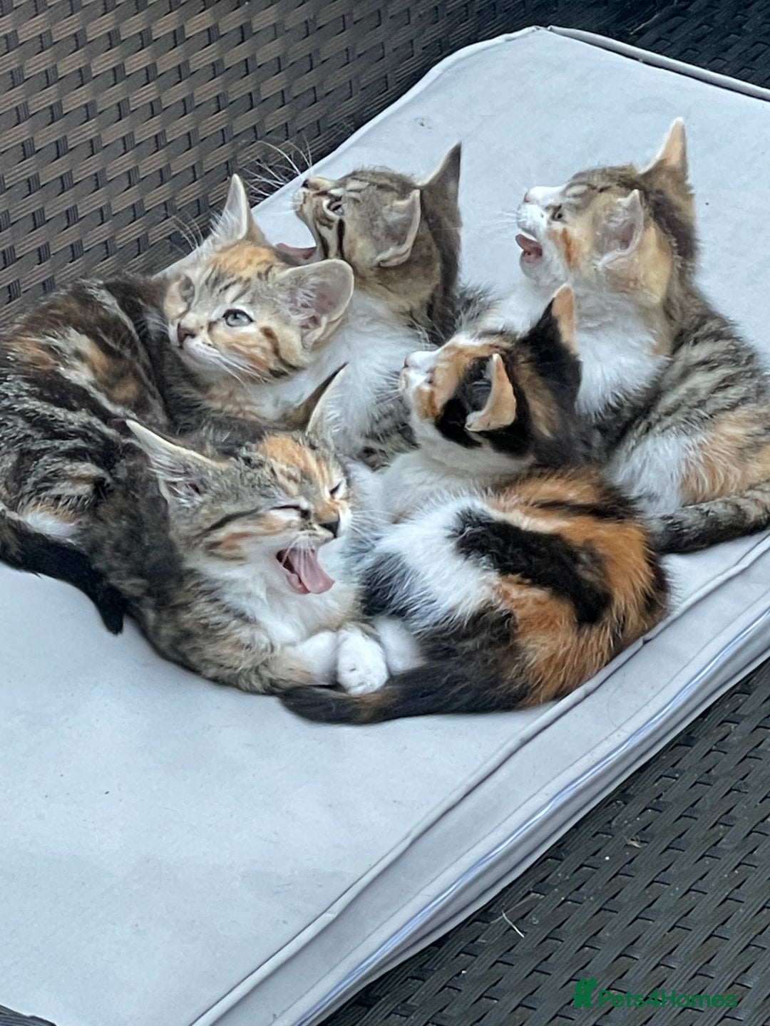 British Longhair cats for sale: 5 ADORABLE FLUFFY BRITISH LONG HAIR KITTENS - Image 2