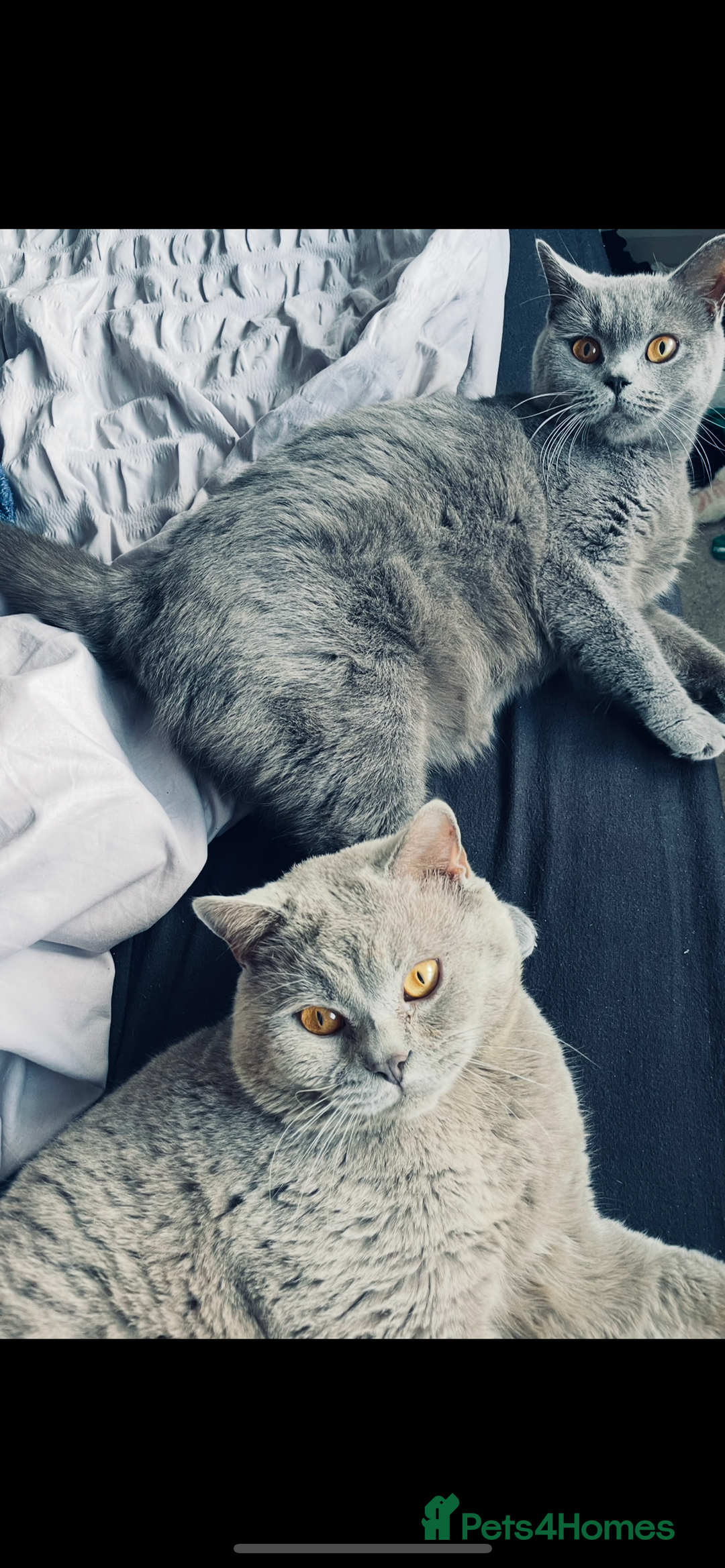 British Shorthair cats for sale: British short hair  - Image 7