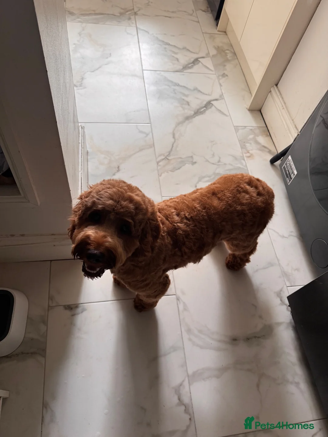 Cockapoo dogs for sale: 🐶 Cockapoo Looking for His Forever Home🐶 🐾 - Advert 2