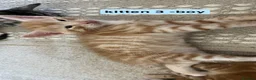 Mixed Breed cats for sale: Bengal - Maincoon mix - Advert 20