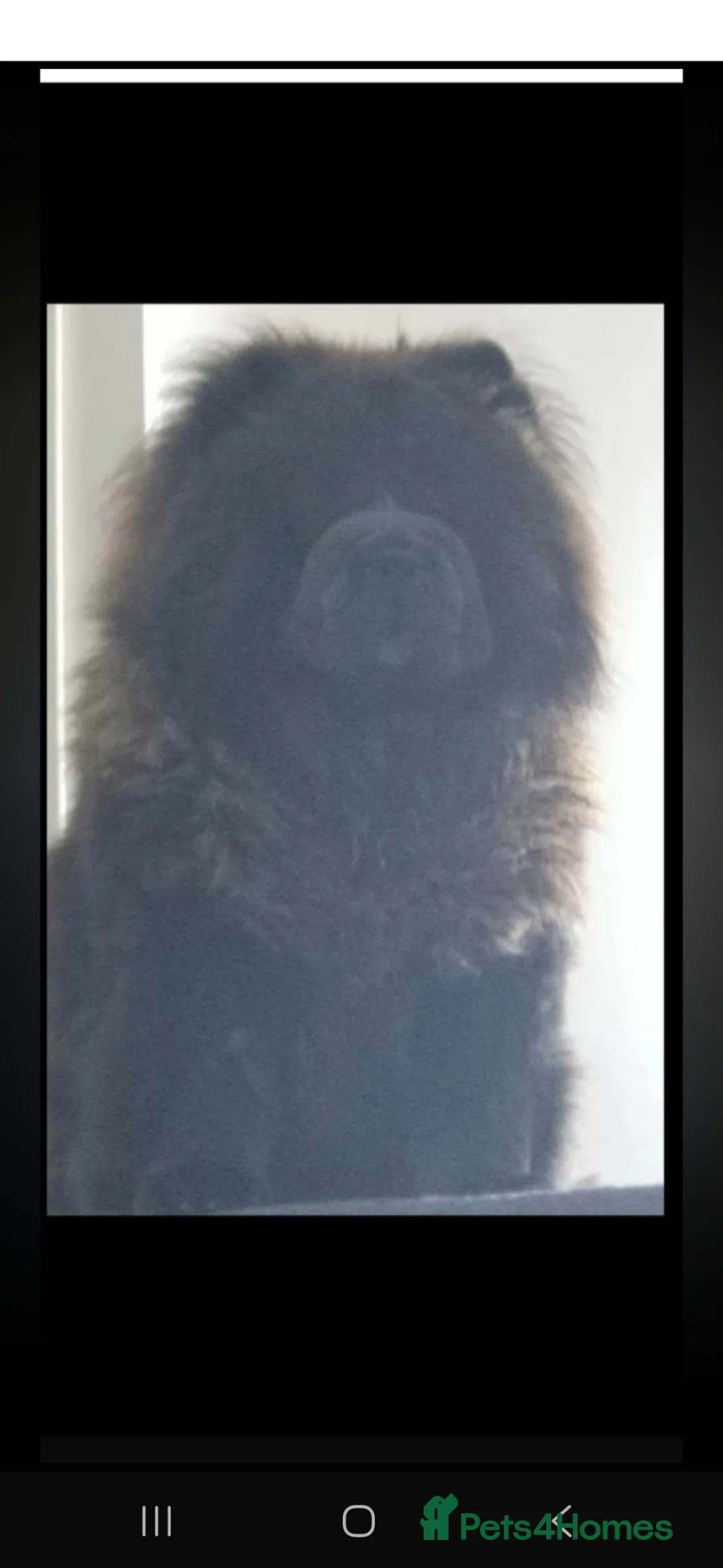 Chow Chow dogs for stud: Stud Dog Available  in Kilmarnock - Advert 2