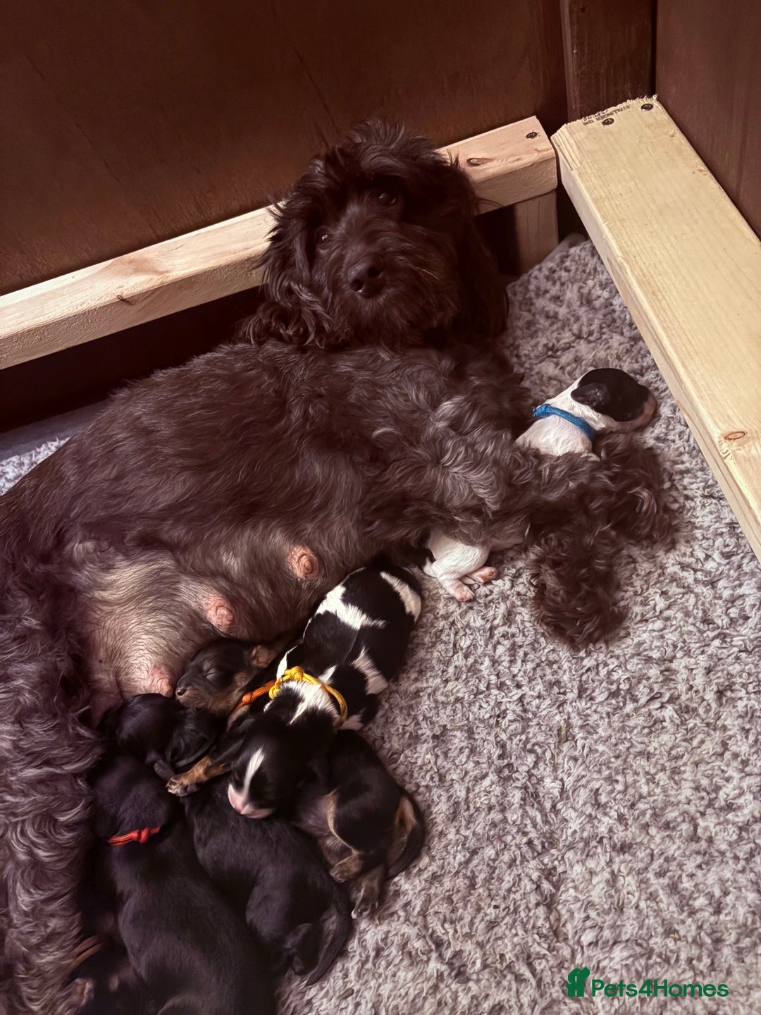 Mixed Breed dogs for sale: Beautiful Cavapoo puppies  - Advert 4